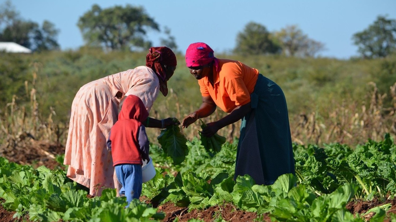 Indigenous women harvesting traditional ingredients, embodying the spirit of food sovereignty and empowerment. This image reflects the work of leaders like Cecilia Sanhueza, who empower communities by reconnecting with ancestral food practices, fostering cultural pride, and promoting sustainability.